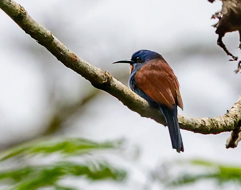 Blue-moustached Bee-eater - ML626283027