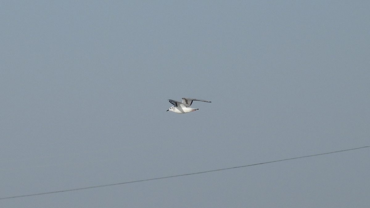 Bonaparte's Gull - ML626283084