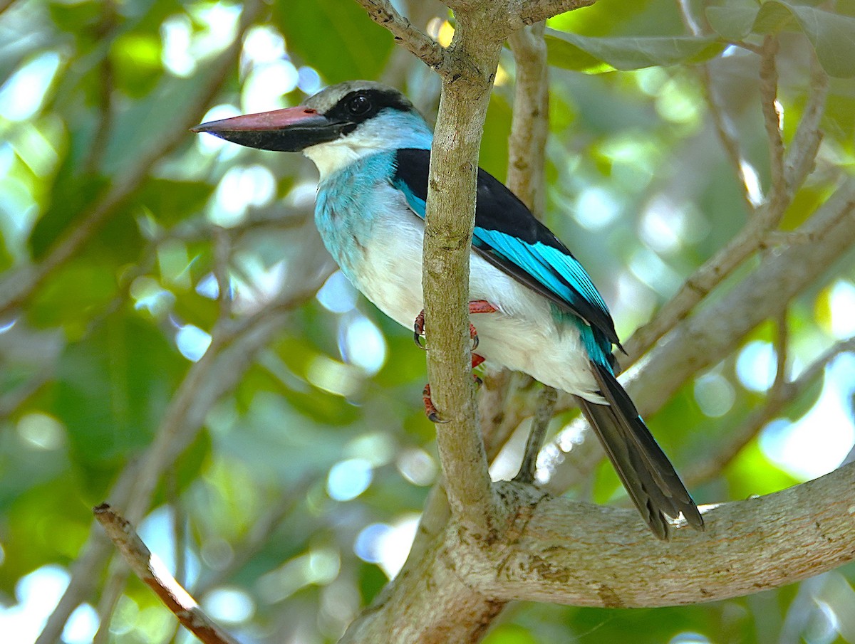 Blue-breasted Kingfisher - ML626283109