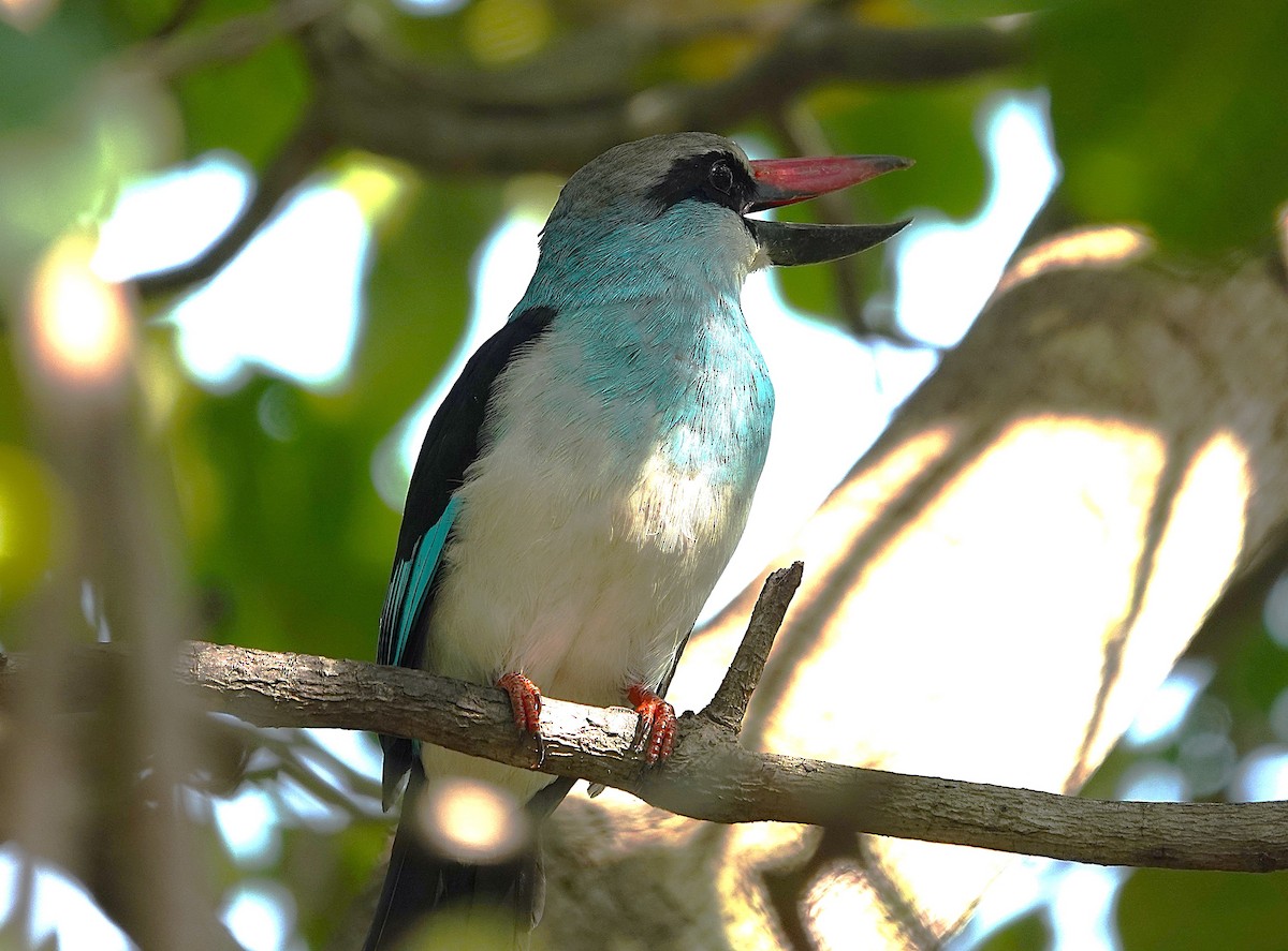 Blue-breasted Kingfisher - ML626283111