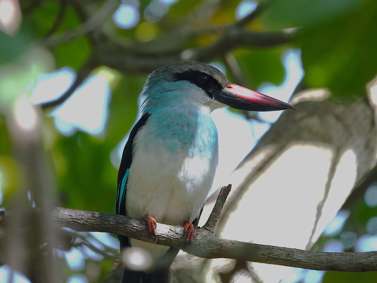 Blue-breasted Kingfisher - ML626283112