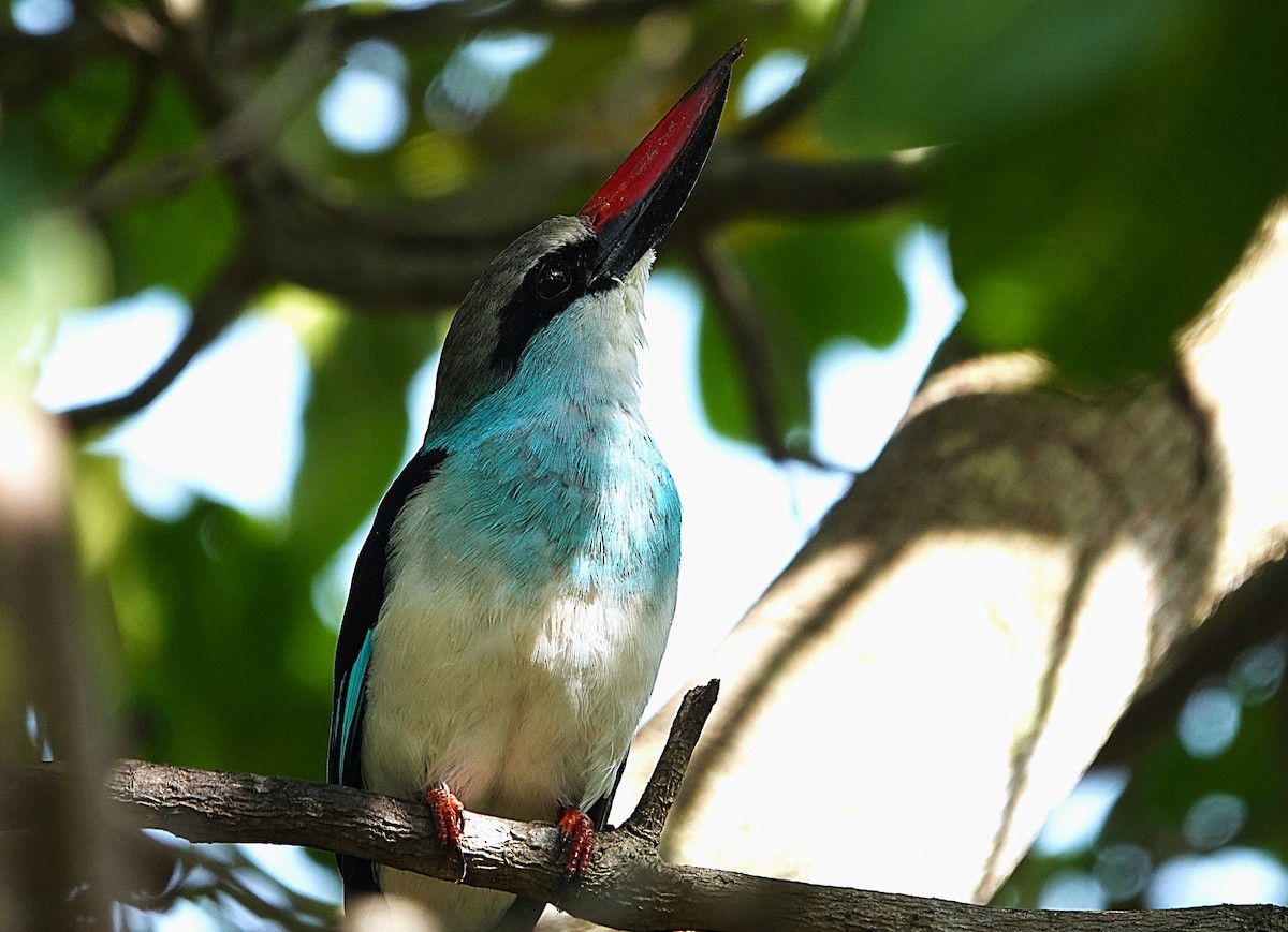 Blue-breasted Kingfisher - ML626283113