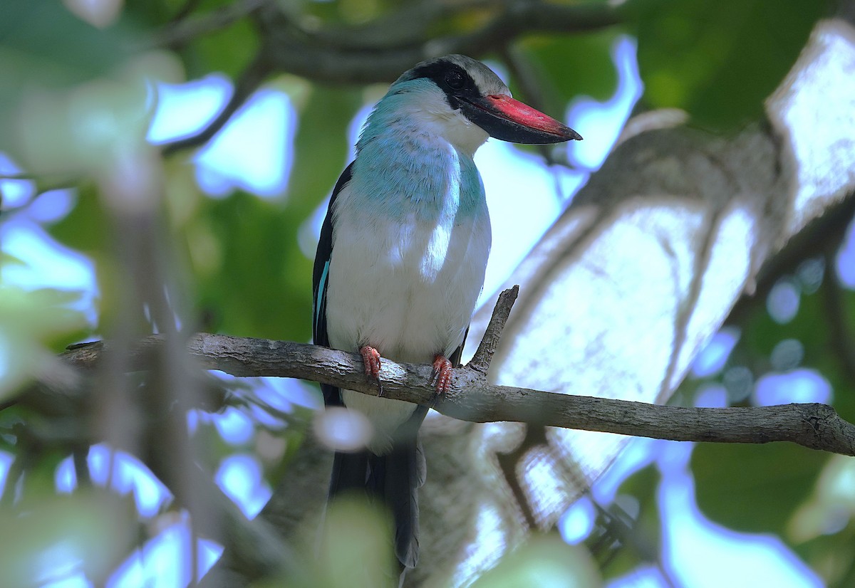 Blue-breasted Kingfisher - ML626283114