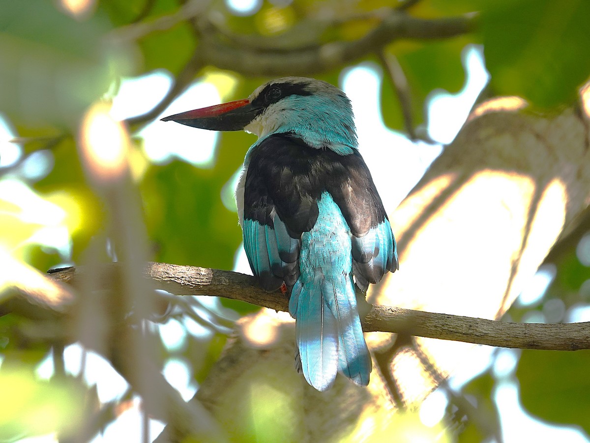 Blue-breasted Kingfisher - ML626283115