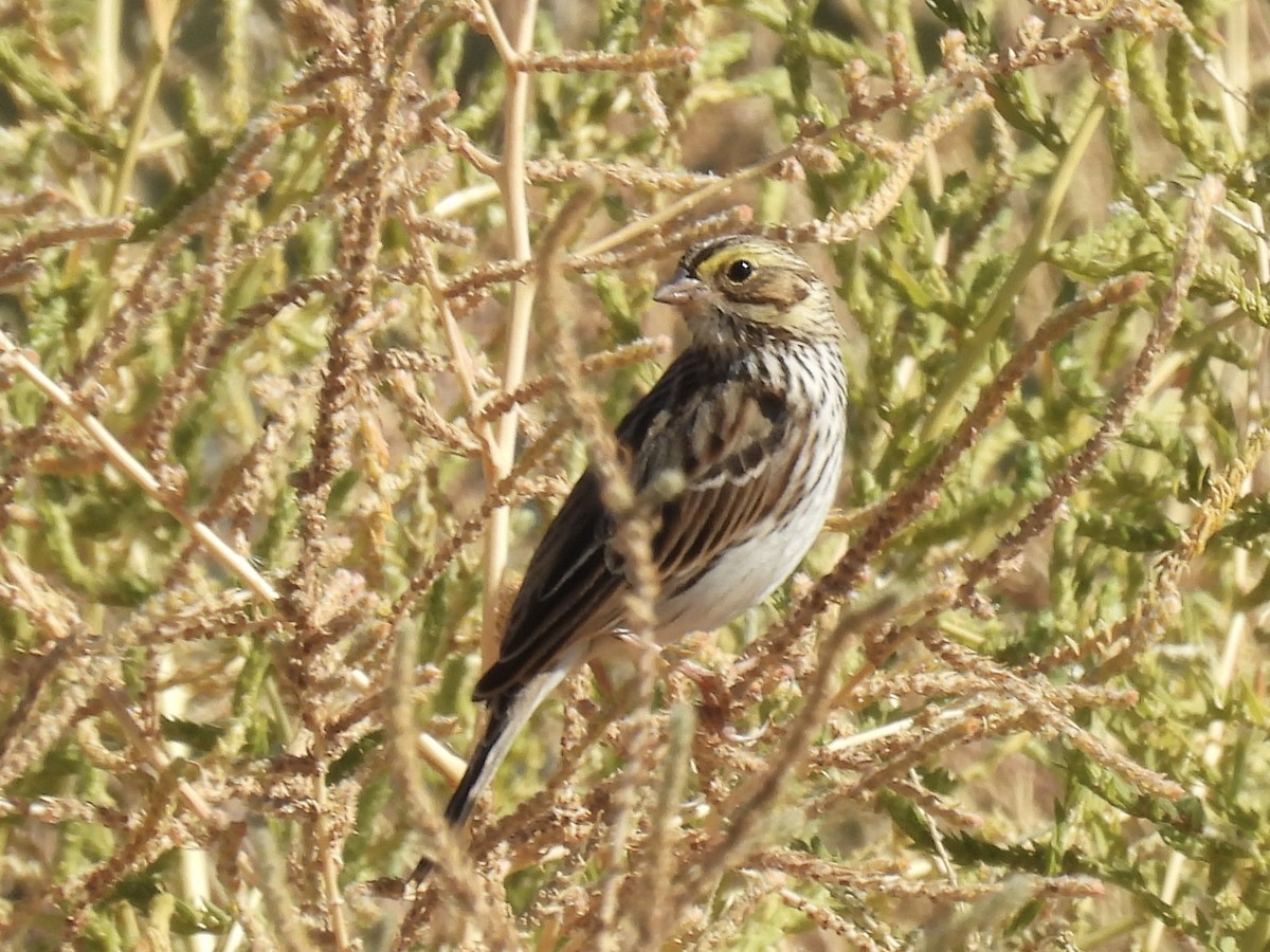 Savannah Sparrow (Savannah) - ML626283143