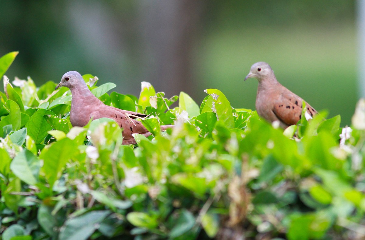 Ruddy Ground Dove - ML626283171