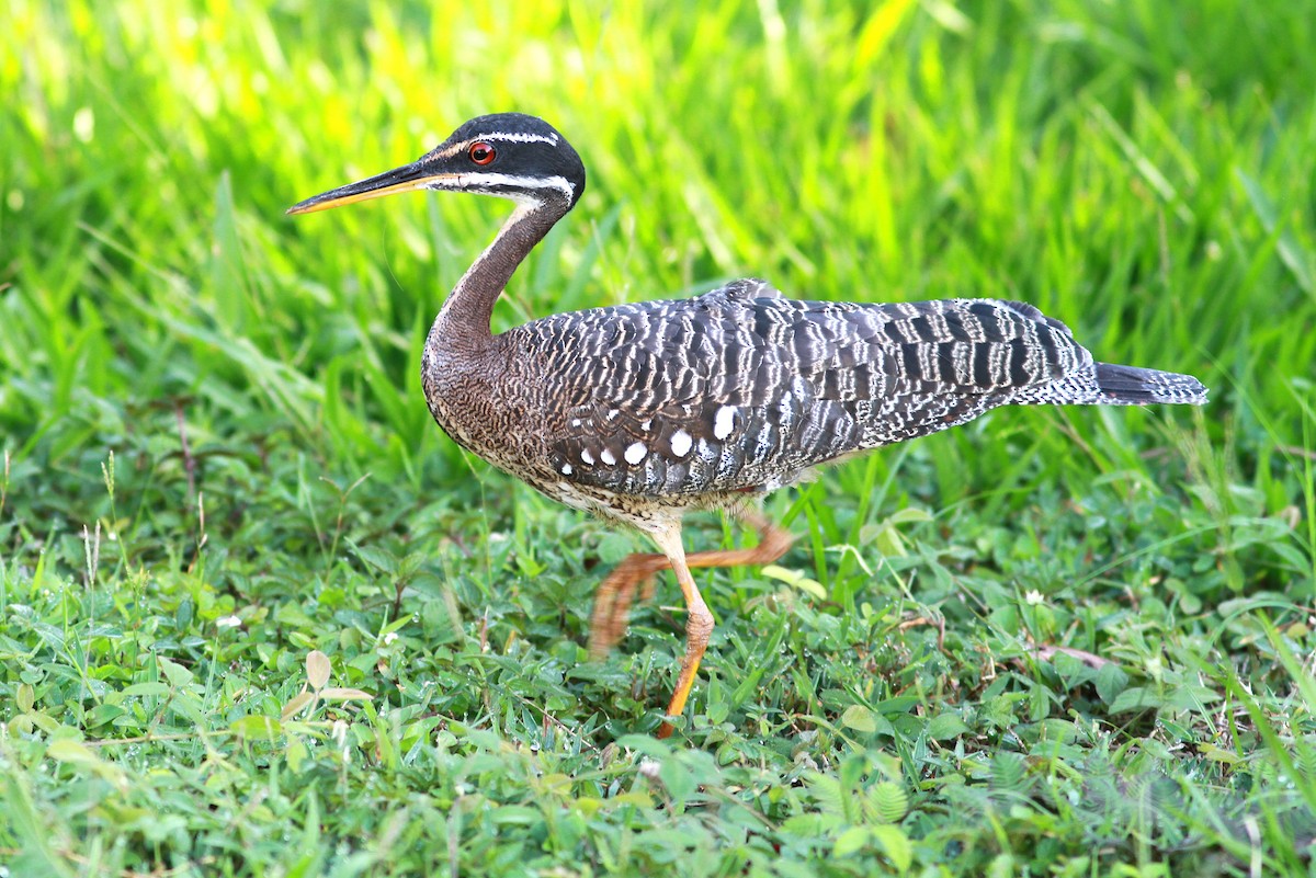 Sunbittern - ML626283201