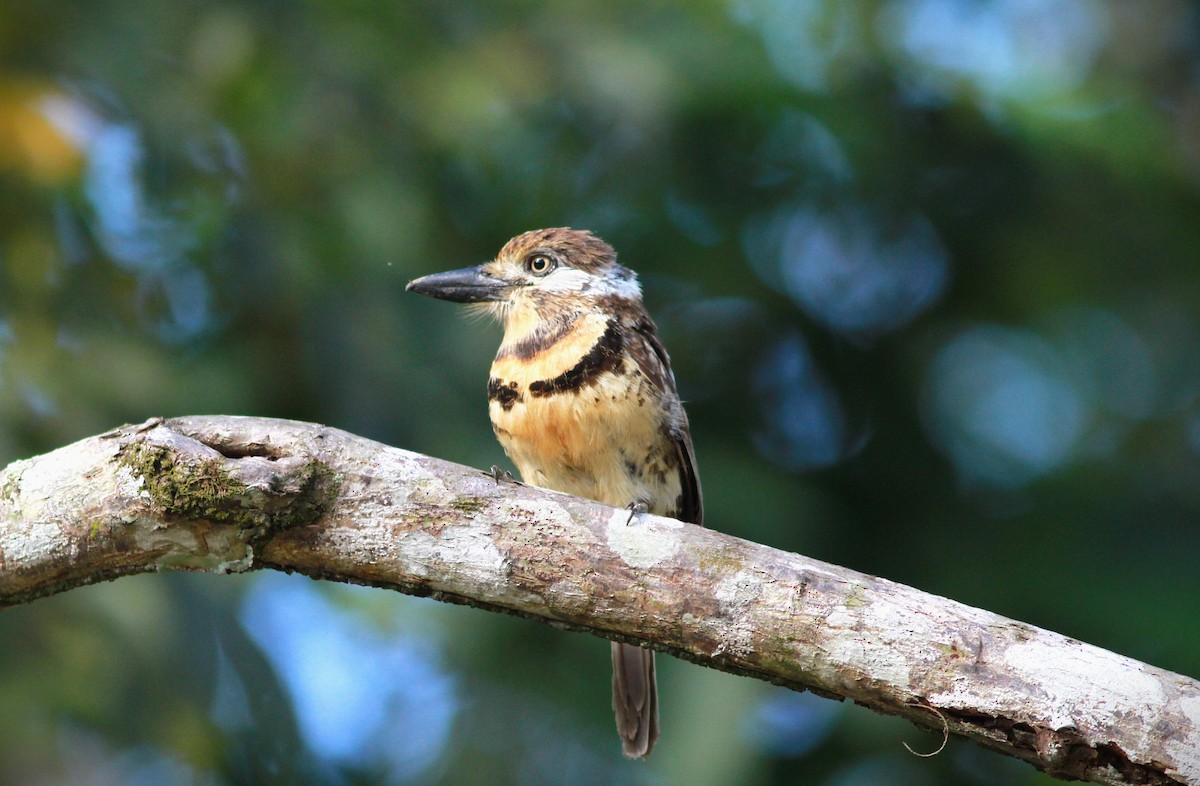 Two-banded Puffbird - ML626283210