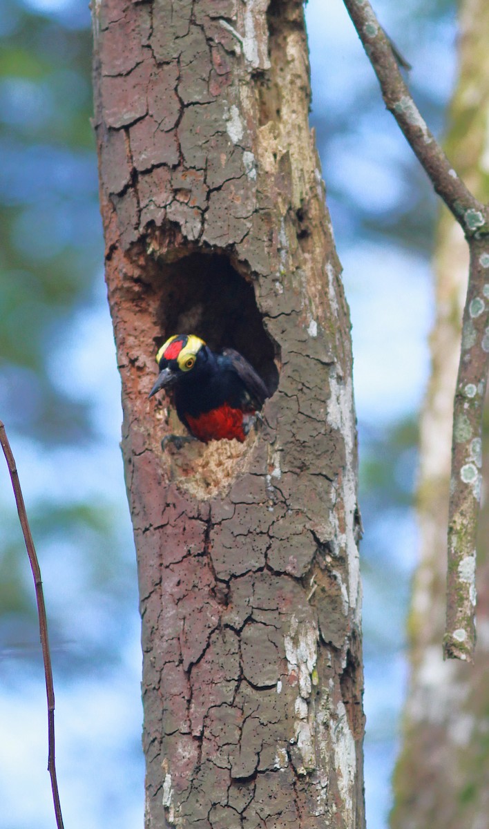 Yellow-tufted Woodpecker - ML626283218