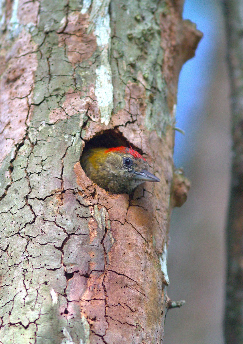 Little Woodpecker - ML626283223