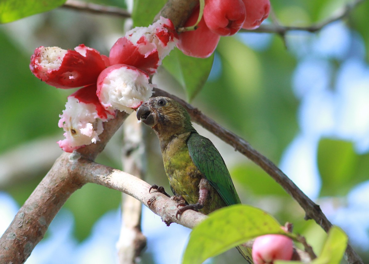 Brown-throated Parakeet - ML626283239