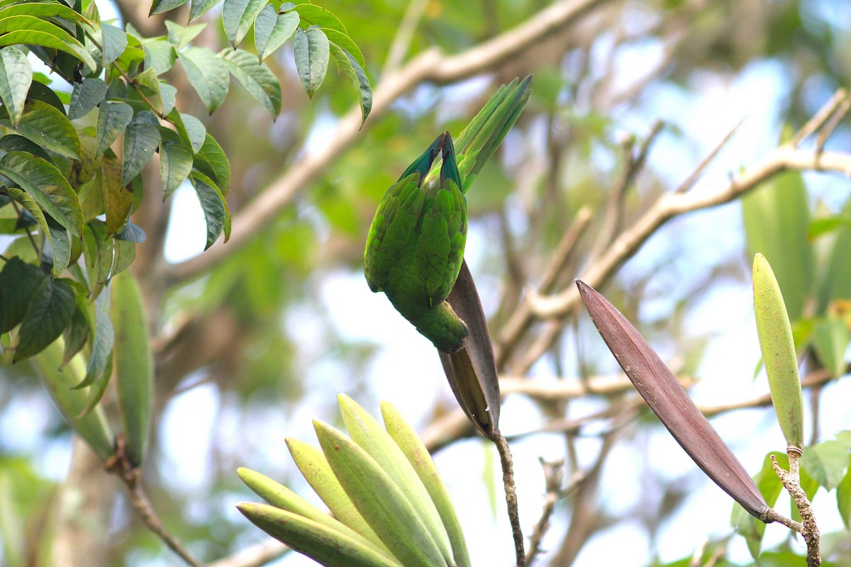 Brown-throated Parakeet - David Bradley