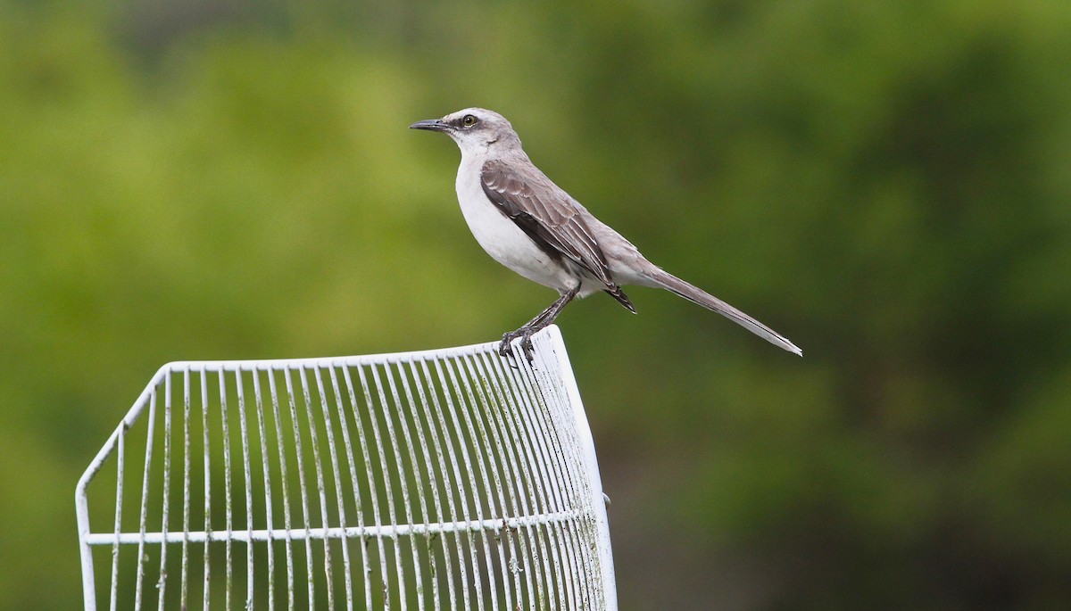 Tropical Mockingbird - ML626283250