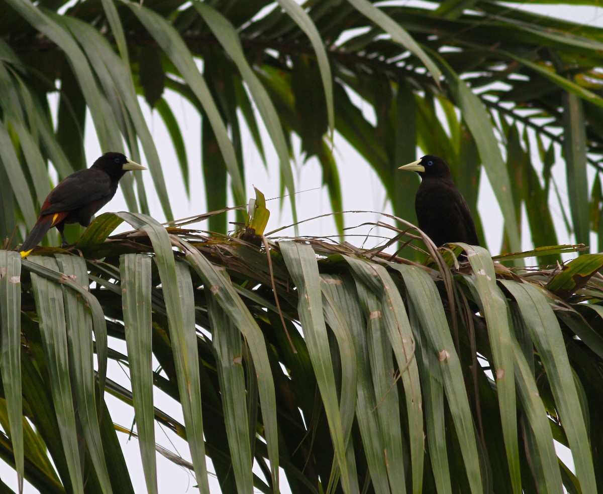 Crested Oropendola - ML626283255