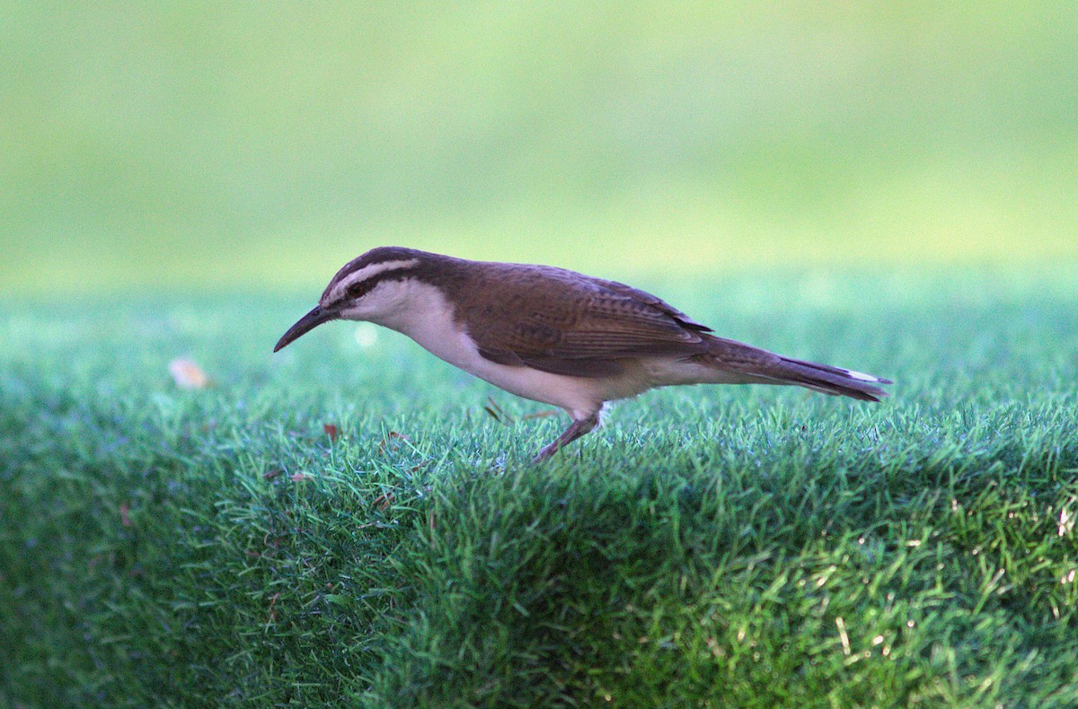 Bicolored Wren - ML626283271