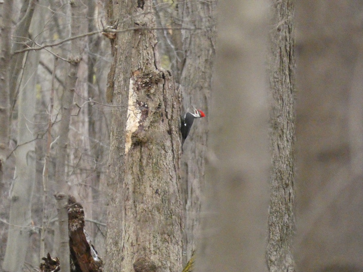 Pileated Woodpecker - ML626283335