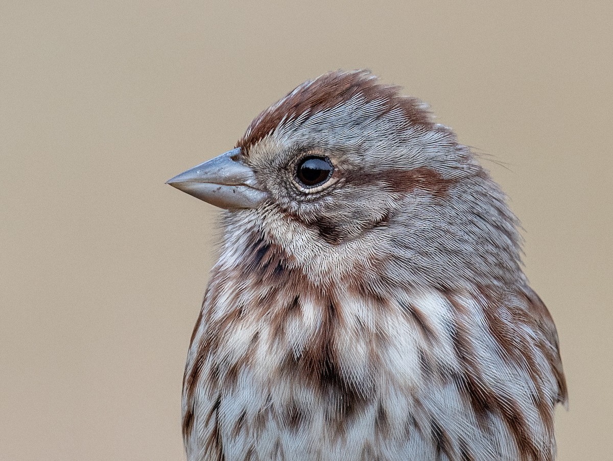 Song Sparrow - ML626283381