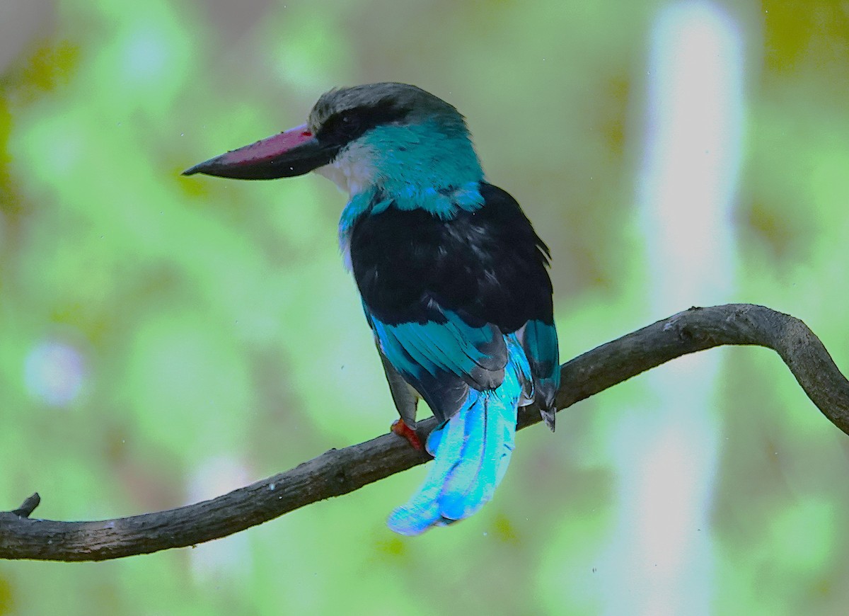 Blue-breasted Kingfisher - ML626283510