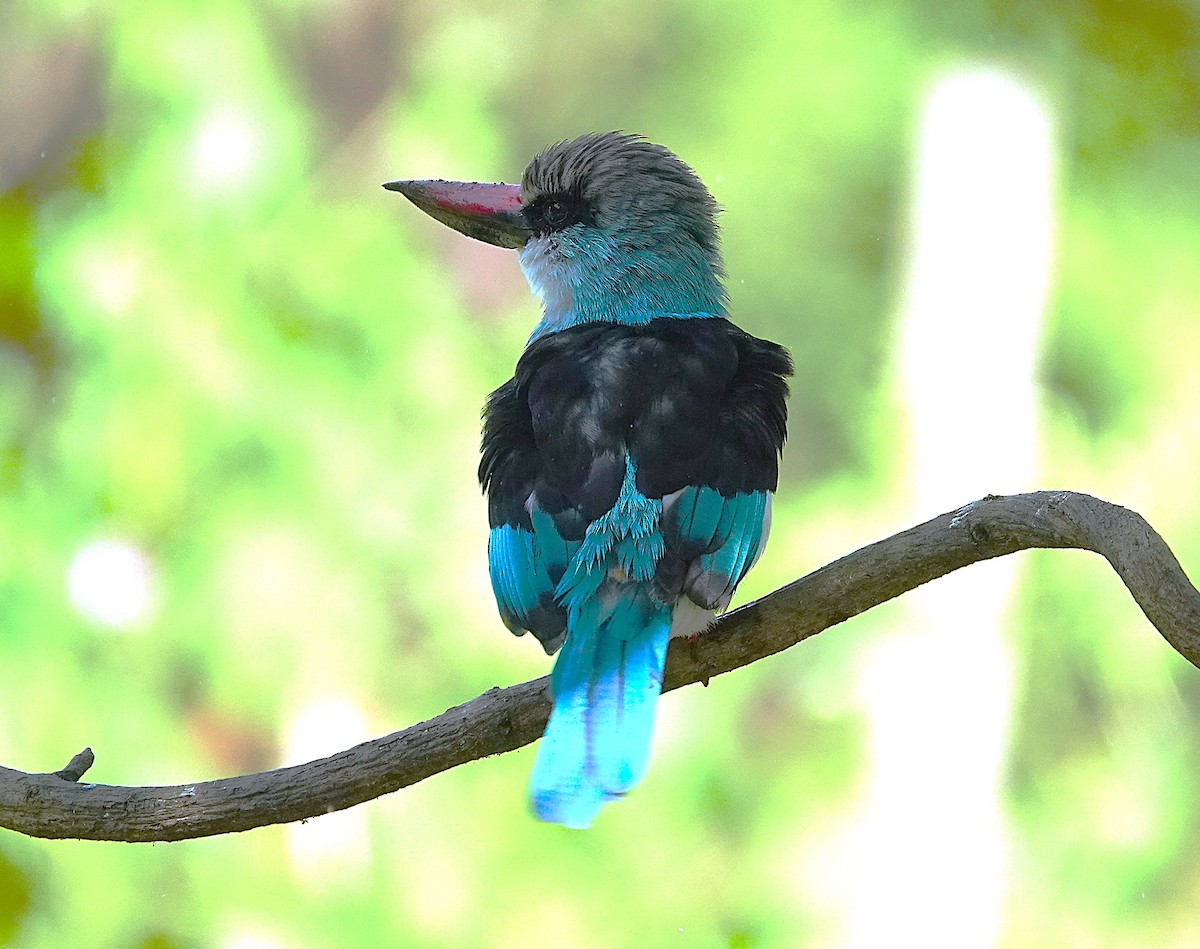 Blue-breasted Kingfisher - ML626283511