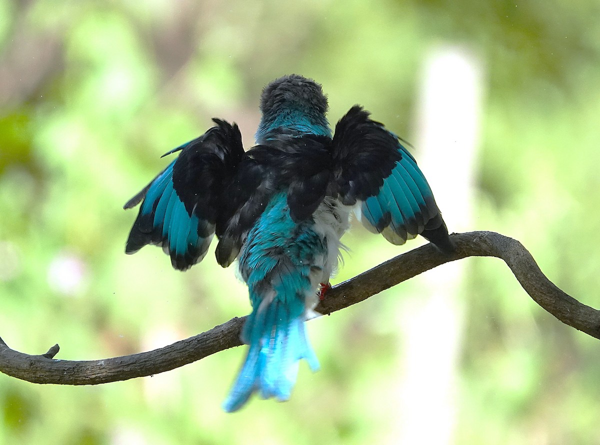 Blue-breasted Kingfisher - ML626283512