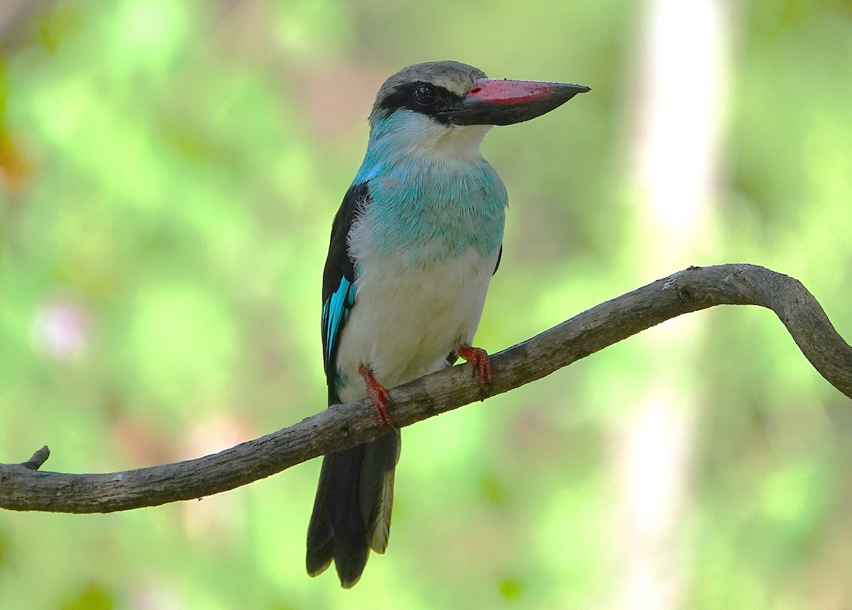 Blue-breasted Kingfisher - ML626283572