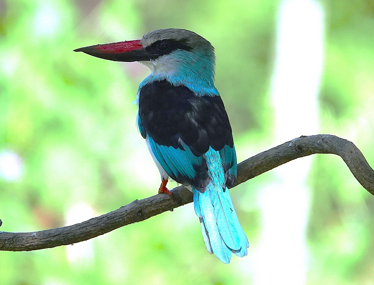 Blue-breasted Kingfisher - ML626283573