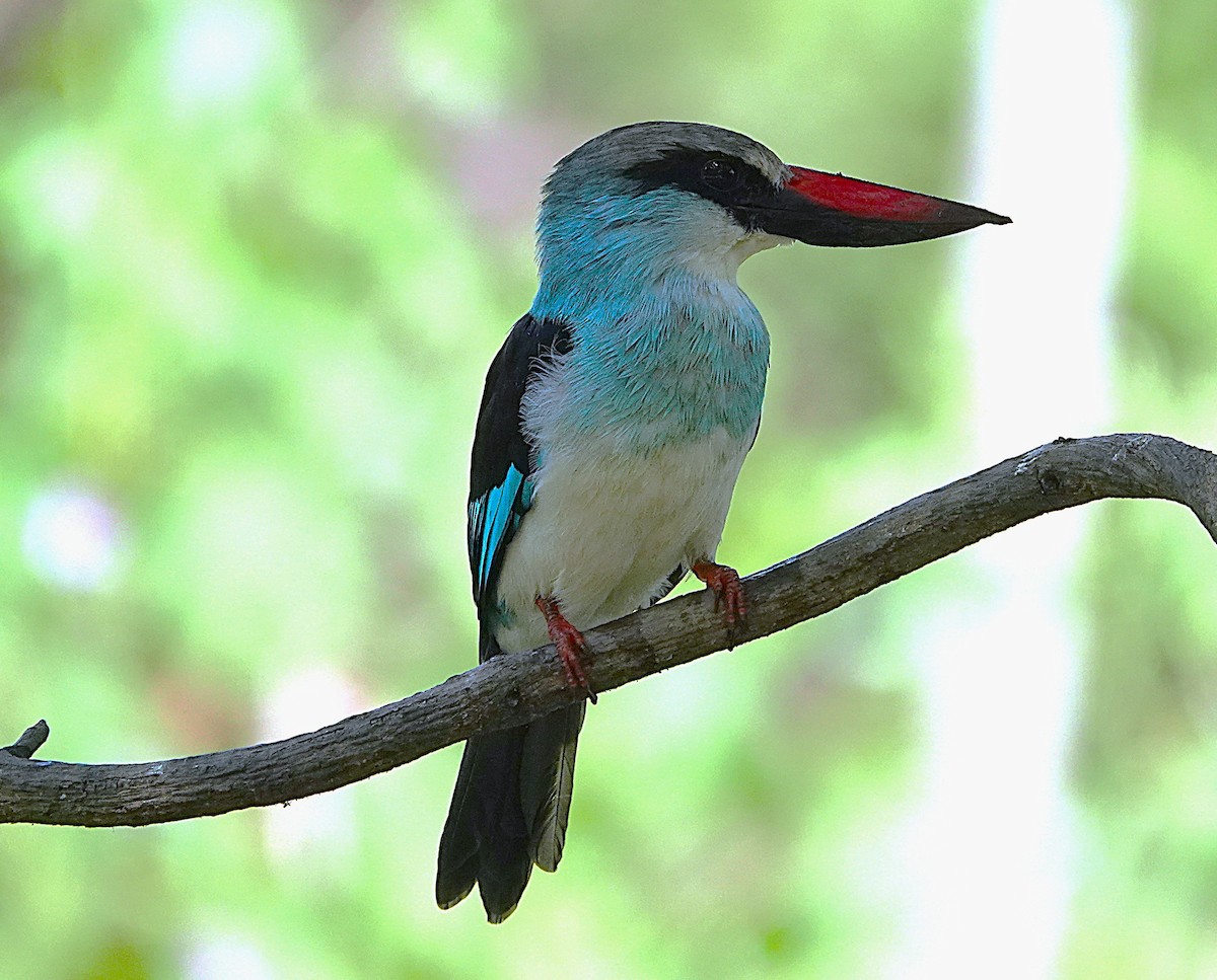 Blue-breasted Kingfisher - ML626283574