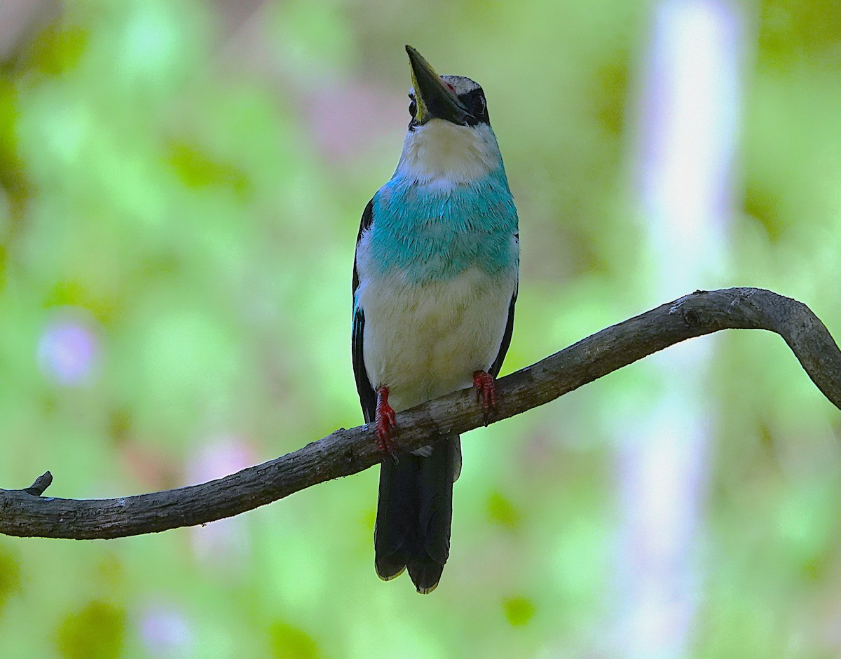 Blue-breasted Kingfisher - ML626283575