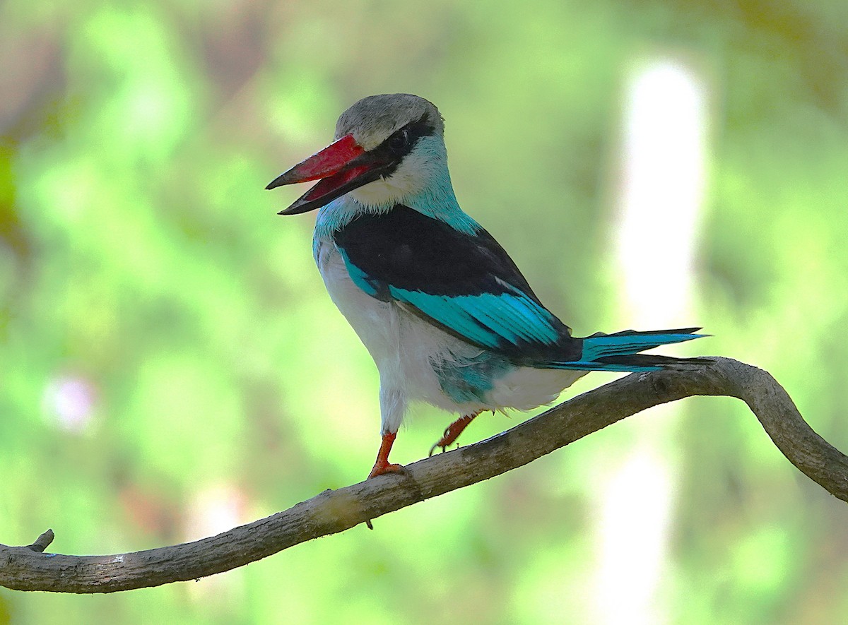 Blue-breasted Kingfisher - ML626283576