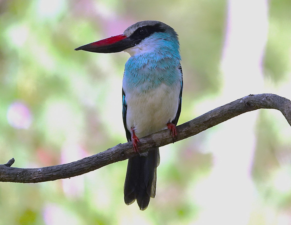 Blue-breasted Kingfisher - ML626283600