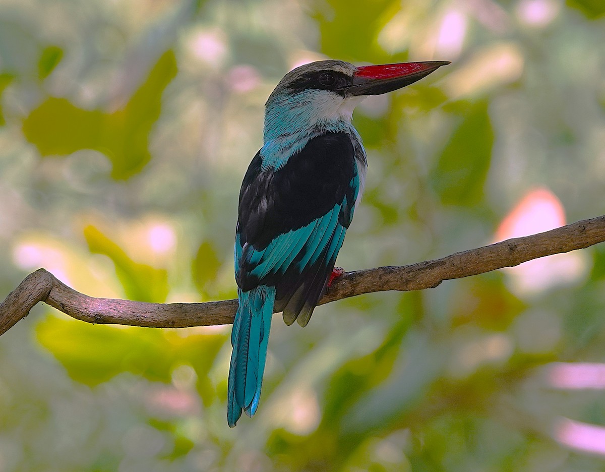 Blue-breasted Kingfisher - ML626283634