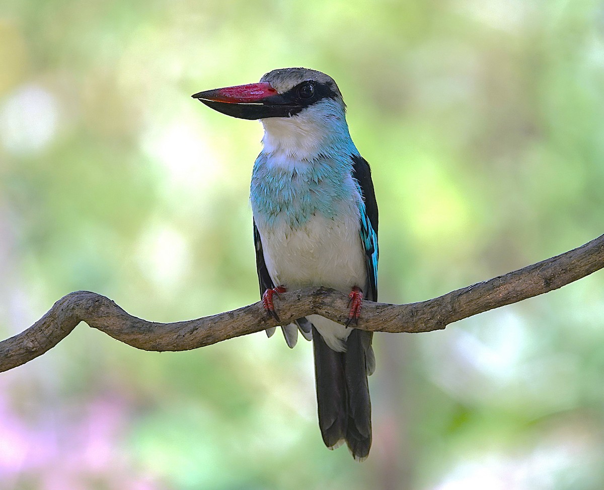 Blue-breasted Kingfisher - ML626283635