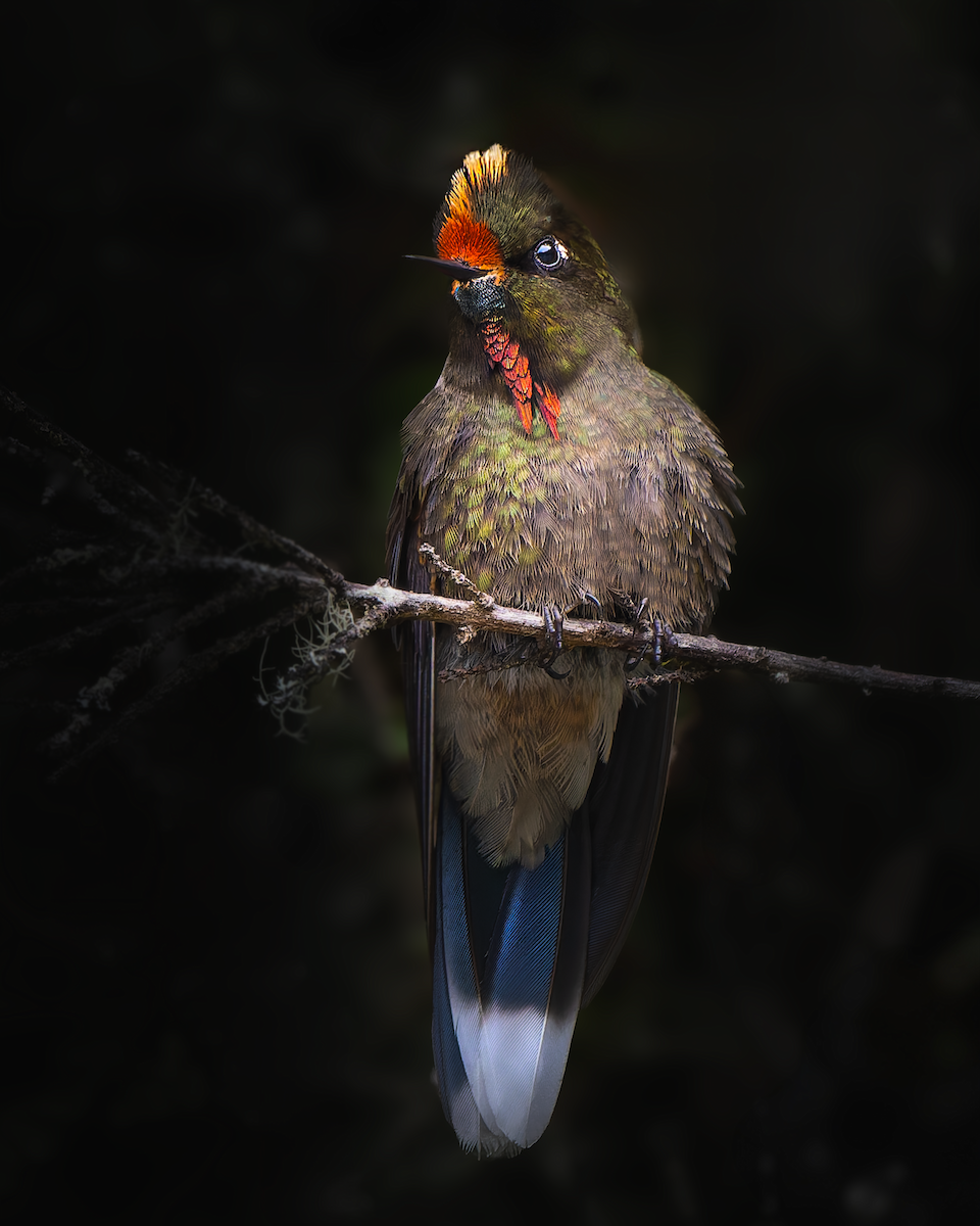 Rainbow-bearded Thornbill - ML626283646