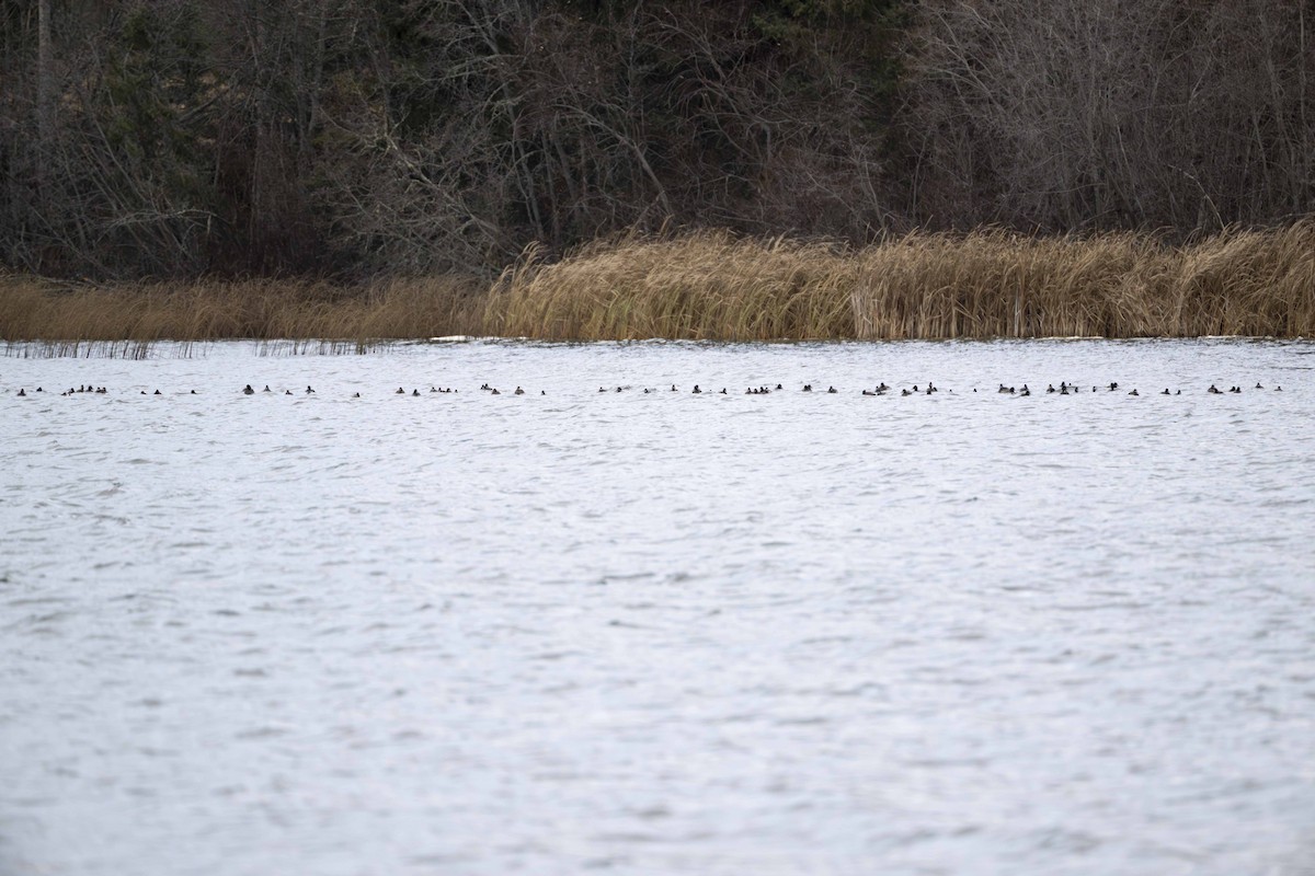 Greater/Lesser Scaup - ML626283663