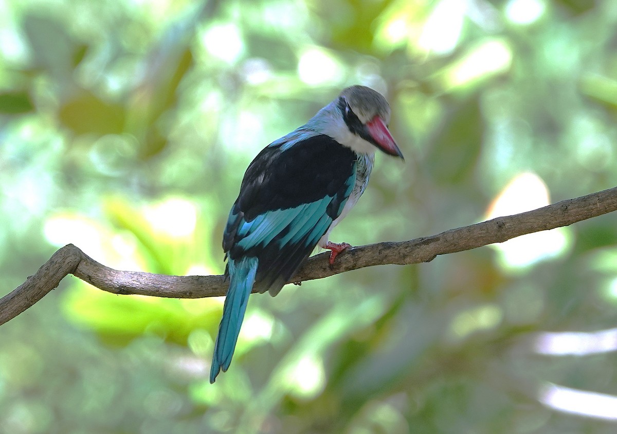 Blue-breasted Kingfisher - ML626283669