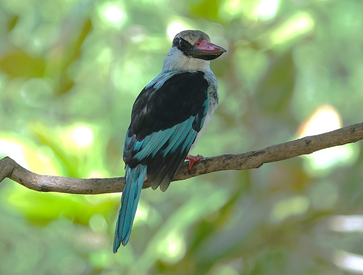 Blue-breasted Kingfisher - ML626283670