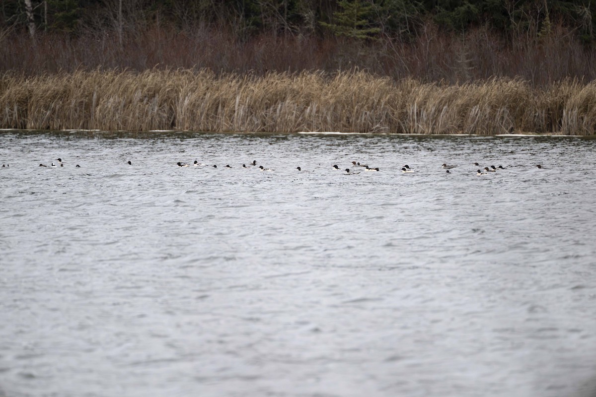 Common Merganser - ML626283706