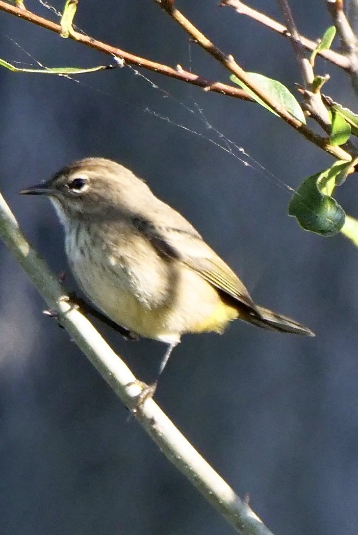 Palm Warbler - ML626283759