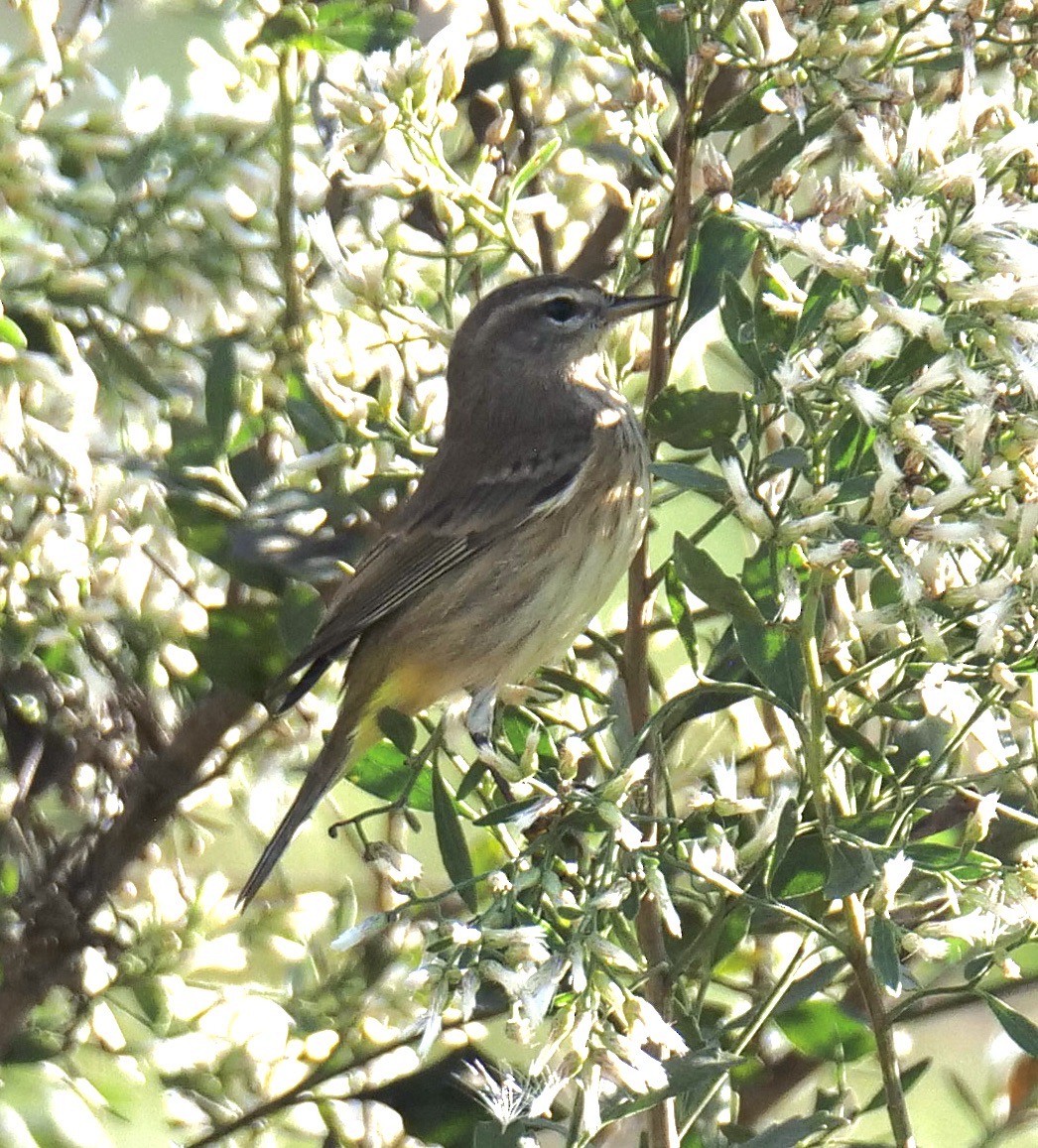 Palm Warbler - ML626283760