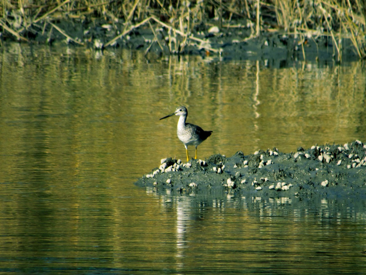 Greater Yellowlegs - ML626283763