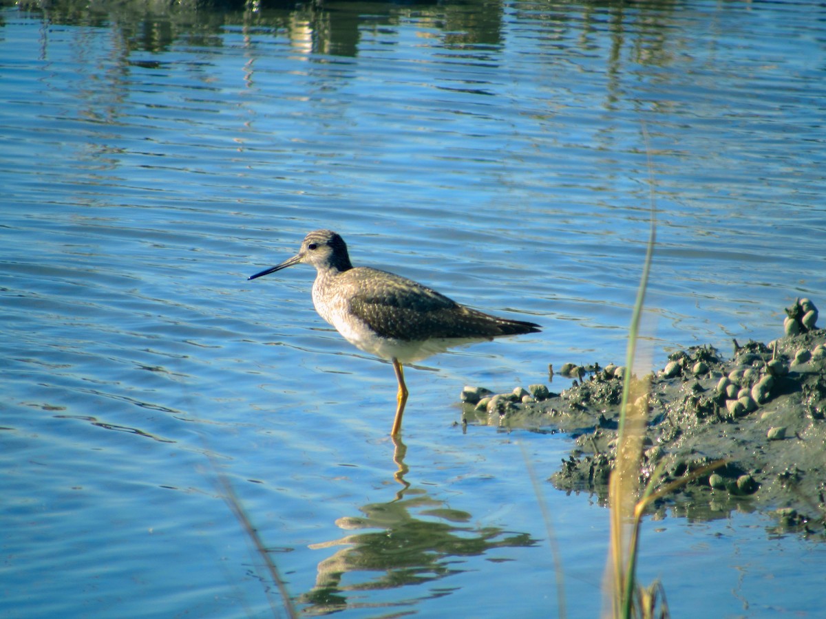 Greater Yellowlegs - ML626283765