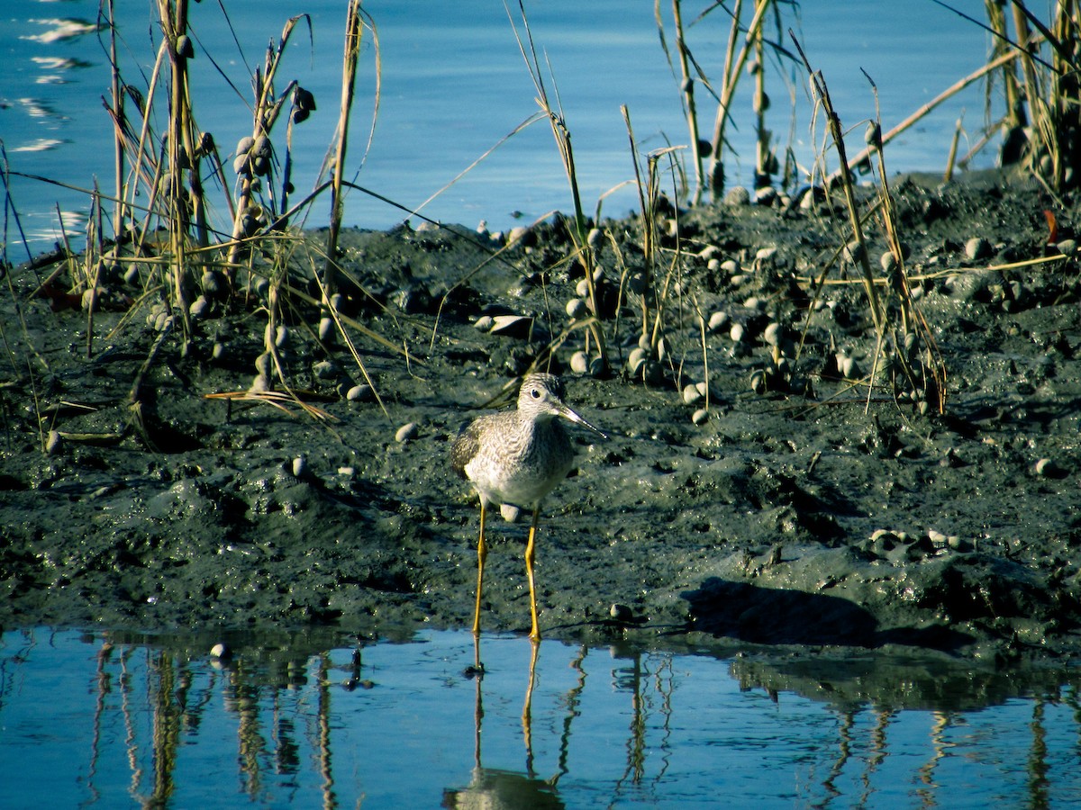 Greater Yellowlegs - ML626283768