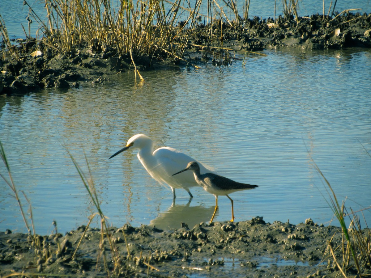 Snowy Egret - ML626283769