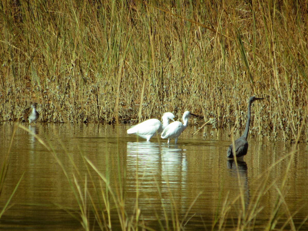 Great Blue Heron - ML626283772