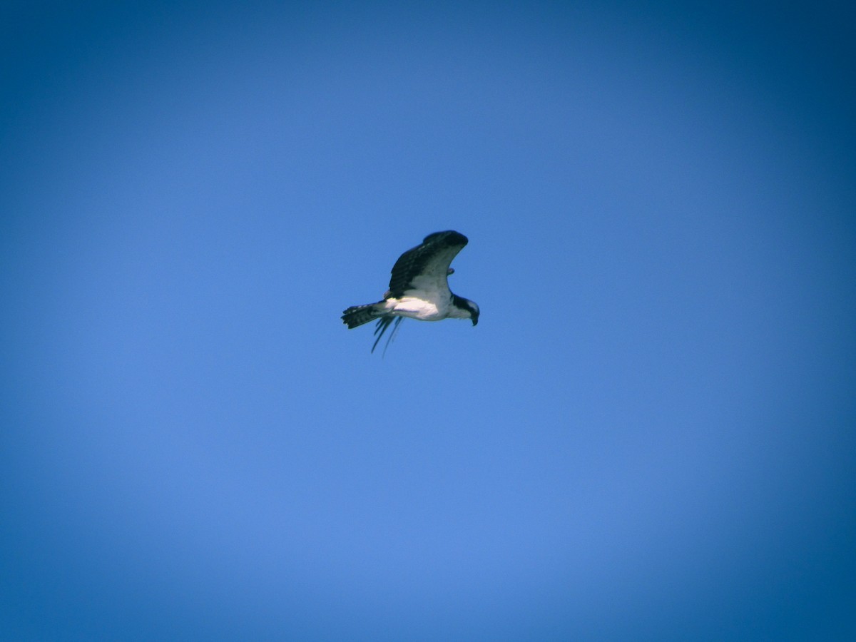 Osprey - ML626283783