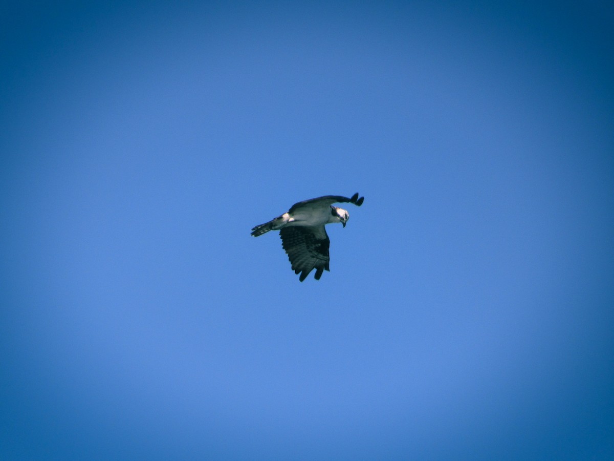 Osprey - ML626283786