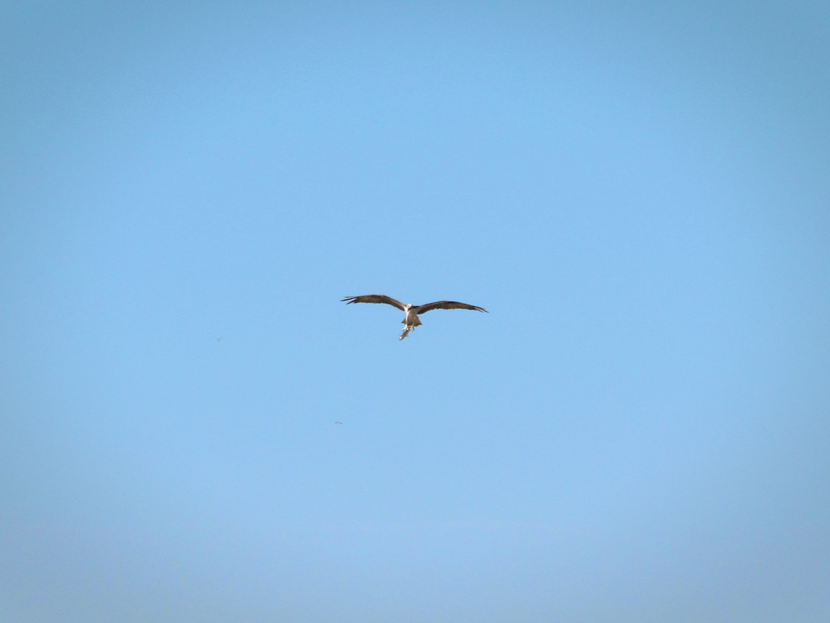 Osprey - ML626283788