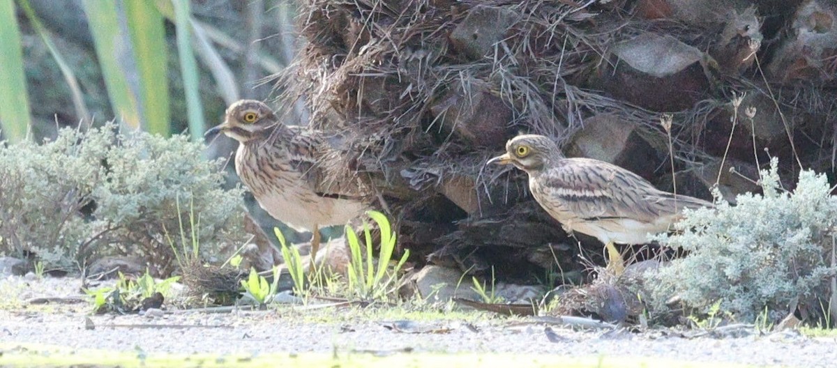 dytík úhorní - ML626283792