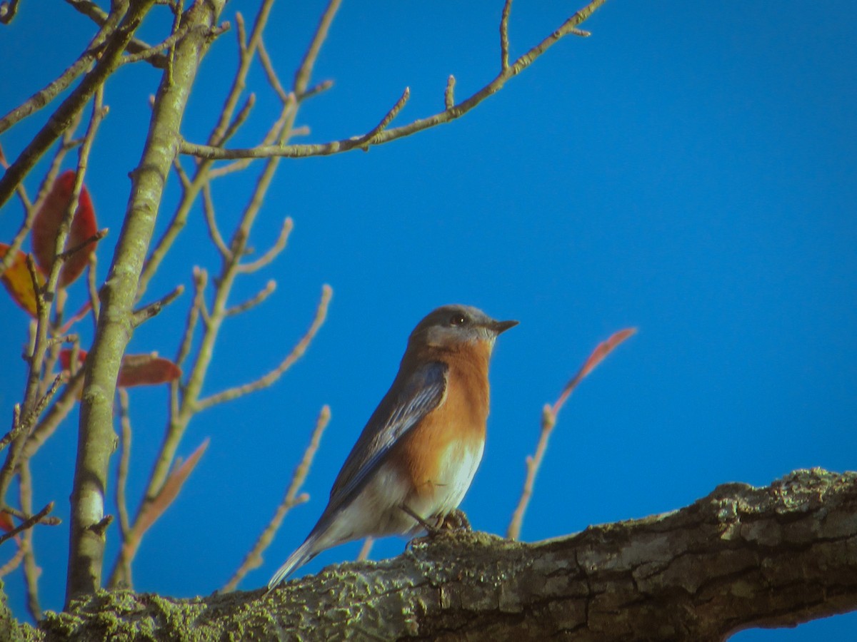 Eastern Bluebird - ML626283793