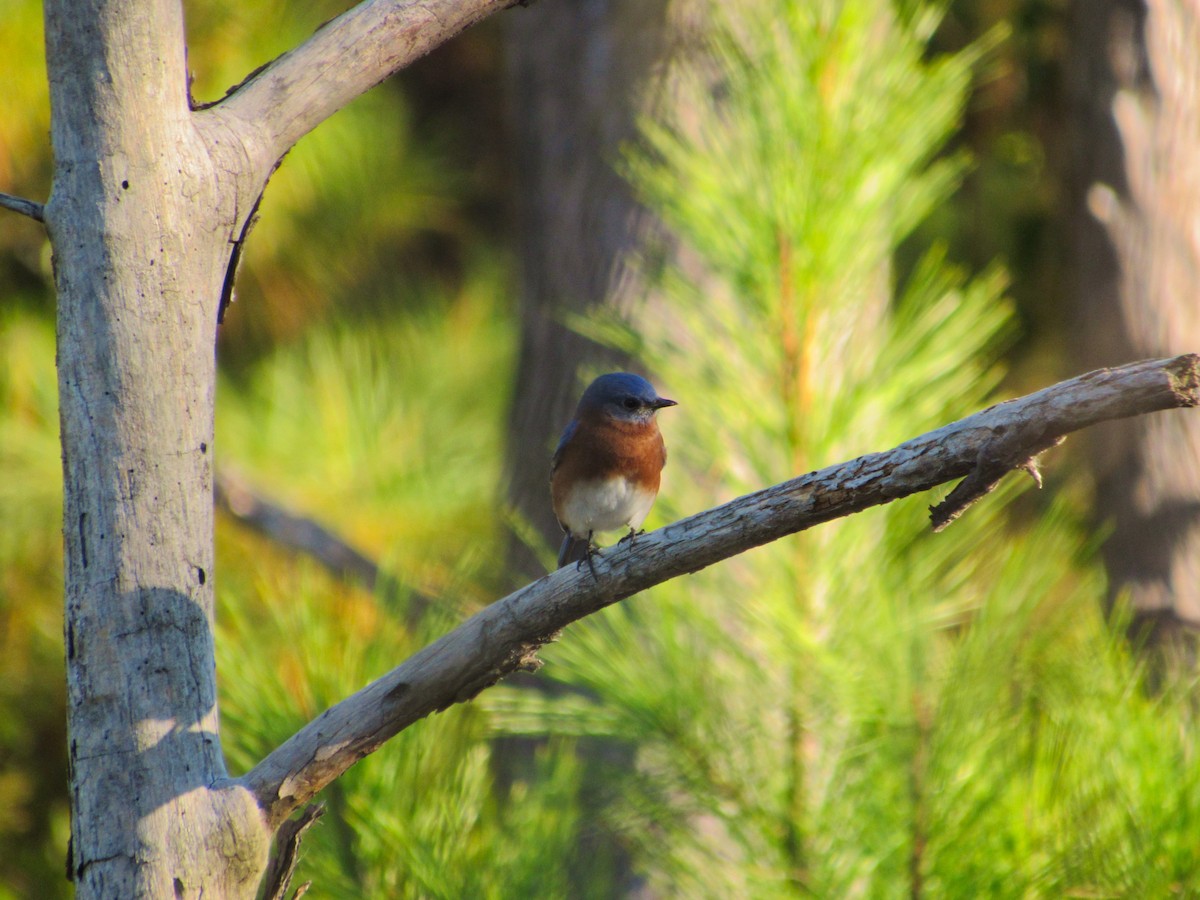 Eastern Bluebird - ML626283794